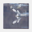Search for gull magnets Water