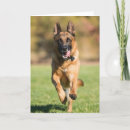 Search for running cards Pet