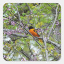 Search for baltimore oriole stickers Nature