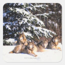 Search for pack of wolves stickers Nature