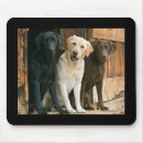 Search for chocolate labrador mouse mats Puppies