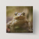 Search for toad square badges Frog