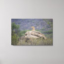 Search for kenya canvas prints Lion