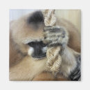 Search for primate magnets Gibbon