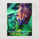 Search for possum birthday cards Wildlife