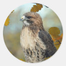 Search for fall bird stickers Wildlife