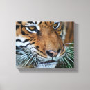 Search for bengal canvas prints Feline