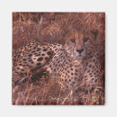 Search for tracking magnets Wildlife