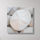 Search for sand dollar art Dollars