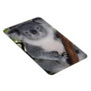 Search for destiny magnets Cute