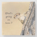 Search for squirrel coasters Nature