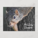 Search for squirrel picture postcards Keeping in touch
