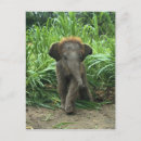 Search for cute baby animals postcards Elephant