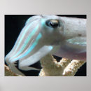 Search for cuttlefish posters Ocean