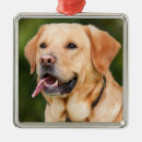Search for yellow lab puppy christmas tree decorations Animal