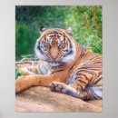 Search for big cat predators art Wild animals