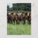 Search for thoroughbred postcards Grass