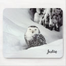 Search for snowy owl electronics Nature