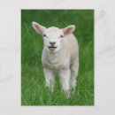 Search for cute baby animals postcards Livestock