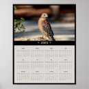 Search for red shouldered hawk Animal