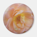 Search for rose coloured magnets Blossom