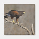 Search for raptor magnets Bird