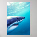 Search for jaws posters Photography