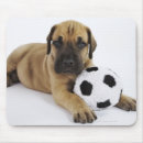 Search for great dane puppy mouse mats Studio shot