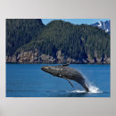 Search for humpback whale posters Nature