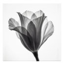 Search for black tulips posters Elegant