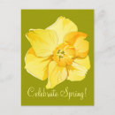 Search for yellow daffodil postcards Blossom