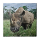 Search for rhino tiles Wildlife