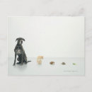 Search for tortoise shell postcards Reptiles