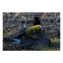 Search for canada goose posters Photography