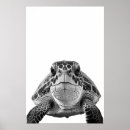 Search for sea turtle posters Ocean