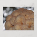 Search for wild mushrooms postcards Nature