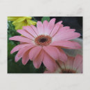 Search for single flower postcards Garden
