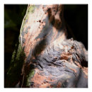 Search for tree bark art Trunk