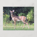 Search for bambi postcards Wildlife