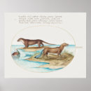 Search for otter posters Animals