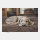 Search for weimaraner tea towels Puppy