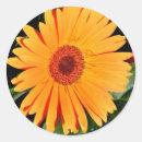 Search for gerbera daisy flower stickers Nature