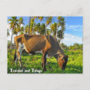 Search for grazing cows postcards Farm