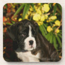 Search for boxer puppy coasters Puppies