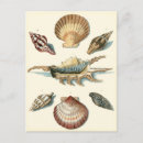 Search for beach shells postcards Sea