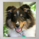 Search for sheltie posters Puppy