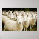 Search for herding posters Farm