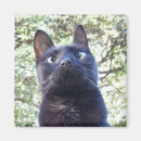 Search for fang magnets Cat