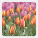 Search for lisse stickers Dutch