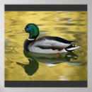 Search for mallard duck painting posters Animals